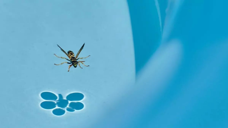avispa nadando en el agua de la piscina